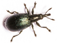 Perapion hydrolapathi